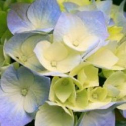 Profile picture of শামীম হোসেন