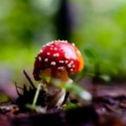 Profile picture of নজরুল ইসলাম