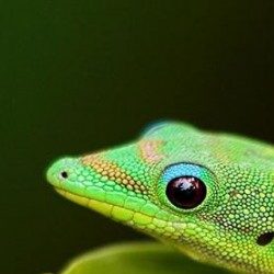 Profile picture of মিষ্টার গিরগিটি