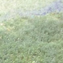 Profile picture of আশিকুর রহমান