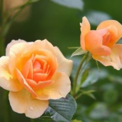 Profile picture of আরিফুর রহমান