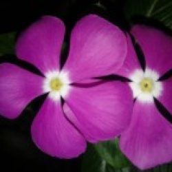 Profile picture of মো রিয়াজ