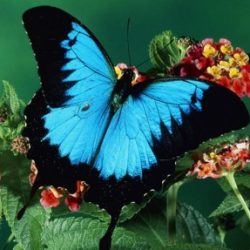 Profile picture of আল আমিন