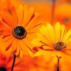 Profile picture of আরভিন ফারাবী