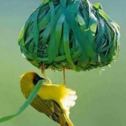 Profile picture of মাসঊদ আলম