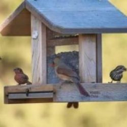 Profile picture of মোঃরুবেল খান