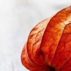 Profile picture of টেক লাভার