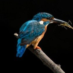 Profile picture of নুরনবী হোসেন