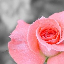 Profile picture of মণি হালদার