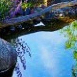 Profile picture of রমিত অধিকারী