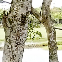 Profile picture of আলমগির হোসেন