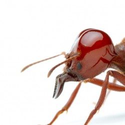 Profile picture of লাল পিঁপড়া