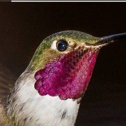 Profile picture of হামিং বার্ড