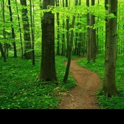 Profile picture of সবুজ প্রকৃতি