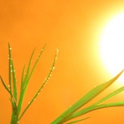 Profile picture of প্রখর রোদ