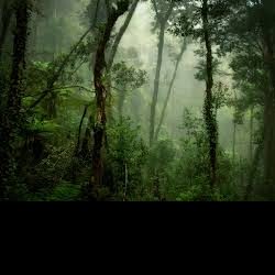 Profile picture of গভীর অরণ্য