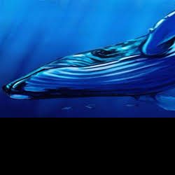 Profile picture of নীল তিমি