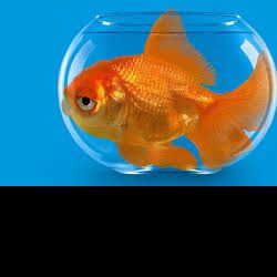 Profile picture of গোল্ড ফিস