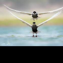 Profile picture of অবশ্যই সম্ভব