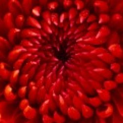 Profile picture of সুব্রত কুমার