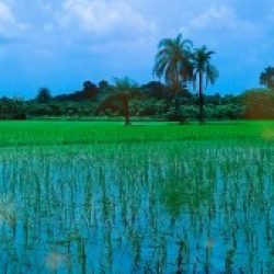 Profile picture of আব্দুস সালাম