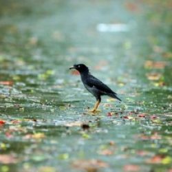 Profile picture of Mad Tiger