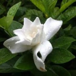 Profile picture of অাব্দুল্লাহ অাল সাকিব