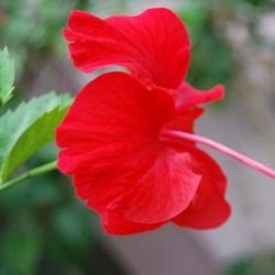 Profile picture of আবিদ রহমান