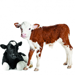 Profile picture of সম্রাট ডেইরী ফার্ম