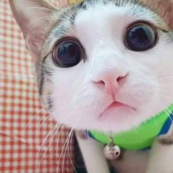 Profile picture of আহনাফ সেখ