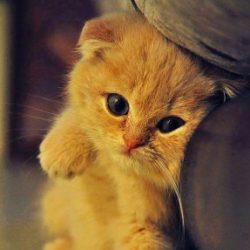 Profile picture of ক্যামেলিয়া আফরিন