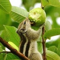 Profile picture of তানভীর হোসেন