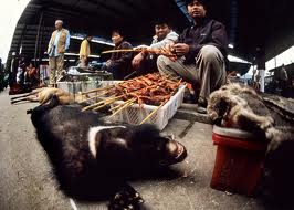 ভাল্লুকের পিত্তথলি থেকে অমানবিক ও অবৈজ্ঞানিক ভাবে পিত্তরস সংগ্রহ করে ঔষধ তৈরি