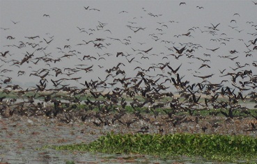 ভিডিও এডিটিং শিখি; ছোট্ট একটি ভিডিও এডিটিং সফটওয়্যার (ভিডিও টিউটিরিয়াল সহ)