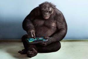 কম্পিউটার দিয়ে মানুষের সঙ্গে কথা বলছে বনোর প্রজাতির শিম্পাঞ্জি
