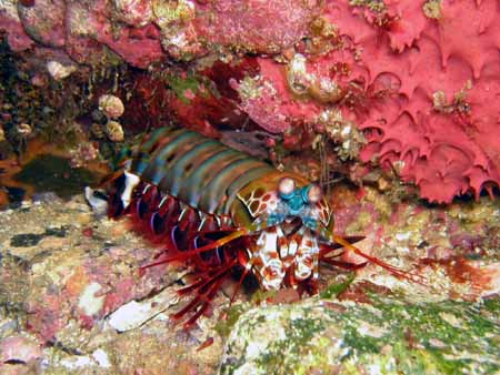 নতুন প্রজন্মের ডিভিডি তৈরিতে সামুদ্রিক চিংড়ির চোখ