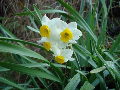 It’s a help seeking post and written in Bangla since I can’t write Bangla…