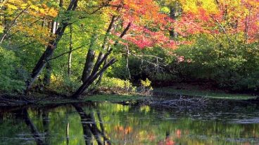 এক টিউনেই English Grammar: Narration (a-z) !!!