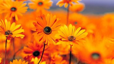 বিসিএস ও অ্যাডমিশন টেস্ট পরীক্ষার প্রস্তুতির জন্য ১০ টি পিডিএফ ফাইলস। এখনই ডাউনলোড করেনিন।