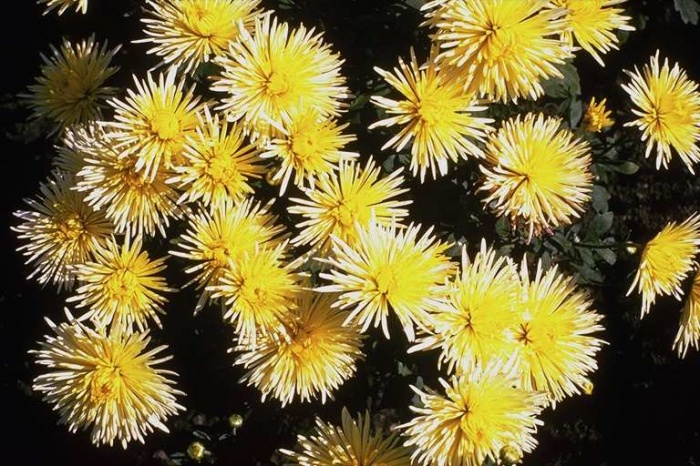 ফটোশপের গুরুত্বপূর্ণ শর্টকাট নিন পি.ডি.এফ ফাইলে।