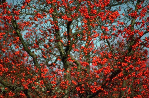 সিটিসেল এর ফান্দে কেউ পড়েন না