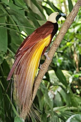 Samsung note 2 ফোনের জন্য সাহায্য চাই