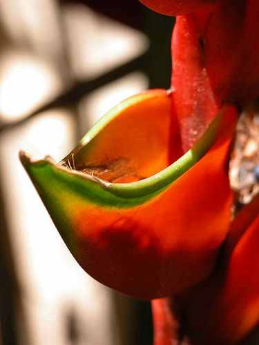 এবার ফুলের সমাহার নিয়ে আসলাম!