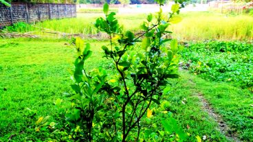 এবার লাইটকয়েন আয় করুন,আগামি উজ্জল করুন(প্রমান সহ)