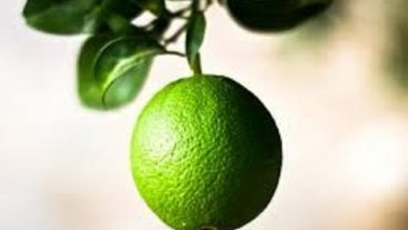 জেনে নিন পাতি-লেবুর গুণাগুণ গুলো