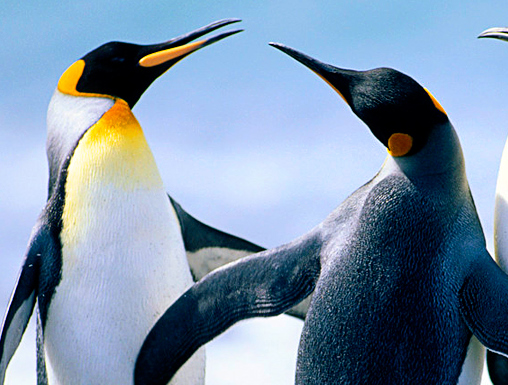 লিনাক্সে আসবেন? নতুন অপারেটিং সিস্টেম শুরুর ঝামেলা সম্পর্কে অবগত আছেন তো?