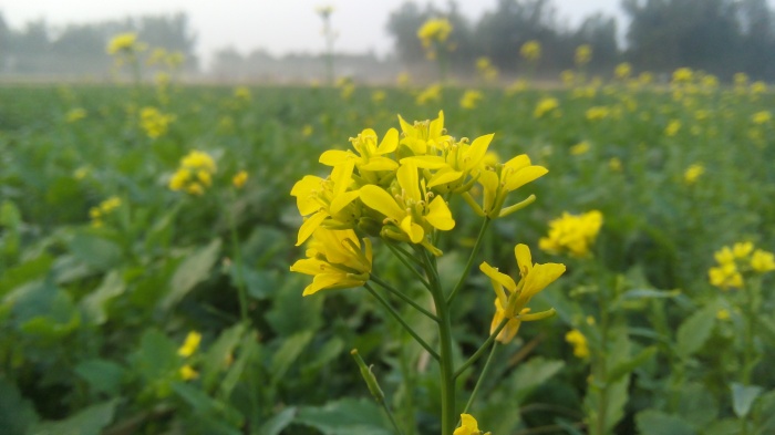 Android ও Pc দিয়ে Revenuesharefive এ কাজ করে প্রতিদিন ৪০০-১০০০ টাকা ইনকাম করুন।