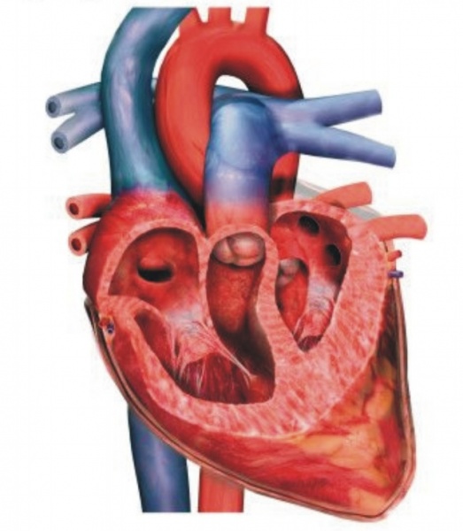 বিজ্ঞানের খাতা [পর্ব-০৫] :: আমি হৃদয়ের কথা বলিতে ব্যাকূল, সুধাইলো না কেহঃ হার্ট ব্লকের চিকিৎসায় ব্যবহৃত পেস মেকার আবিষ্কারের গল্প।