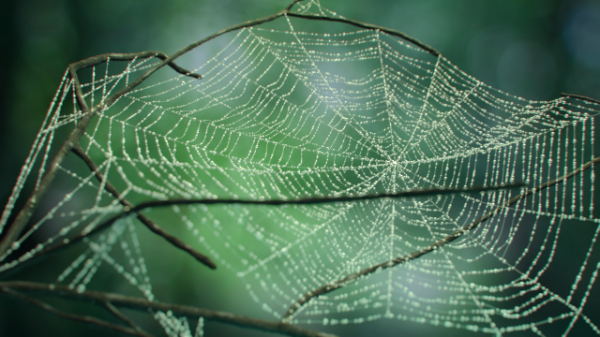 থ্রিডি স্টুডিও ম্যাক্স – তৈরি করে ফেলুন জটিল মাকড়শার জাল !