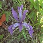 এখন থেকে আমেরিকায় ল্যান্ডফোনে এ ফ্রী কল করুন …………